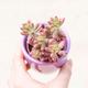 Sedum Rubrotinctum 'Aurora' (Jelly Bean Plant) Unusual Succulent Plant