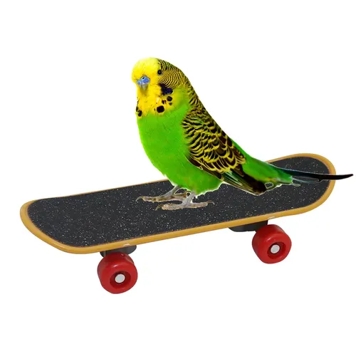 Vogels pielzeug lustige Mini Skateboard Papagei Spielzeug Training Skateboard Wellens ittiche