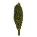 Vickerman 22 x 7 avg Foliage Green Olympia Seed Pod 1 piece Dried