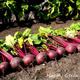 VEGETABLE - Beetroot Kahira - 400 SEEDS - Egyptian Type Flat Rooted - Heritage