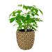 Bay Isle Home™ Anderzon Pot Planter Rattan in Brown | 14.6 H x 14.6 W x 14.6 D in | Wayfair 4A68F563D65142688CBA9028FAAB19FB