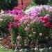 Touch of ECO Multicolor Double Phlox Flowers - 6 Bare Roots - Attracts Butterflies, Bees & Hummingbirds | Wayfair 6046-2