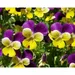 Viola Jump Johnny Cheery Little Faces Are As Delightful As Its Name 250 Mg Seeds