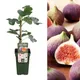 Carbeth Plants Ficus Gustissimo Perretta - Rare Fig Tree In 13Cm Pot - Ideal For Uk Climate