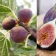 Carbeth Plants Fig Fruit Tree - Ficus Carica 'rouge De Bordeux' In 9Cm Pot