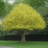 Amdgarden - Liriodendron Tulipifera albero dei tulipani fiore bianco H90CM vaso16 foto reale