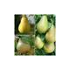 Thompson&morgan - Pear (Pyrus) Family Tree (Quince a) 1 bare root plant Tree