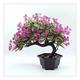 SmPinnaA Artificial Plants Indoor 11 Inch Artificial Bonsai Tree Fake Plant Faux Potted Plant Desk Display Fake Tree Pot for Indoor/Outdoor Home Office Hotel Décor Simulation Plant Potted