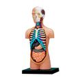 Mini Human Torso Body Anatomy Model with Removable Organs Education Organs Model for Teaching Study Class Students Human Body Model for Kids Student with Removable Organs Early Learning Organ