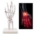 GeRRiT Hand Skeleton Model with Ligaments - Life Size Human Hand And Wrist Skeleton Model - Anatomical Hand Skeleton Model - for Educational Traning Aid