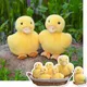 Super Cute Simulation Duck Plushie Doll Toy Stuffed Lifelike Yellow Duck Family Plush toys for