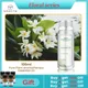 STE Aroma Fragrance Castle Flower and Fruit Series Scent Machine Essential 173 DiffJardfor House