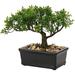 Winston Porter Artificial Bonsai Tree Juniper Faux Plants Indoor Small Fake Plants Decor w/ Ceramic Pots | Wayfair 1D06DF673D4F49E5BB0A5A04FC38DA8C