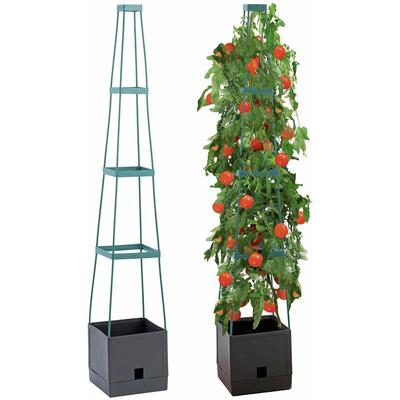 Pflanzentopf mit Tomatenstütze, Kletterpflanze, 150 cm