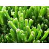 Mediterraneo Garden - Crassula Hobbit