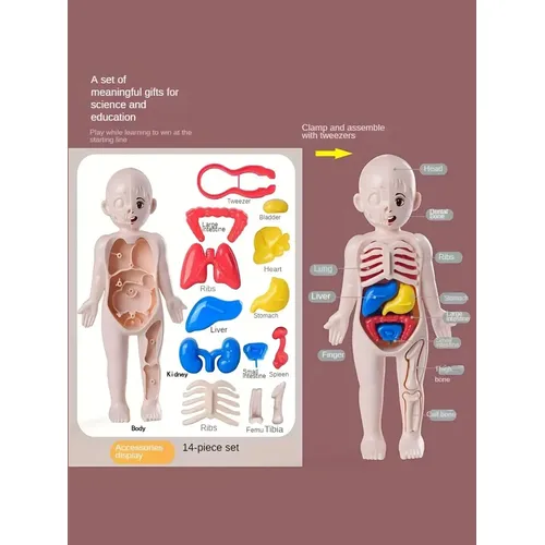 Ein Satz von 14 Stück Kinder puzzle menschliche Anatomie Modell bildung Lernen Orgel Montage