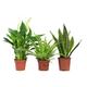 Set of 3 Air purifying plants - Snake Plant, Peace Lily, Spider Plant in 9 cm pots