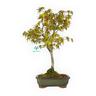 Acer Palmatum - viridis - acero - 39 cm