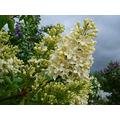 Fliedertraum Syringa vulgaris 'Primrose' Topf Gartenpflanze, 7,5 L, Flieder, Hell Gelb Blühend, 60-80 cm