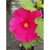 Pink Rose Mallow Confederate Rose(hardy hibiscus) Everblooming*l