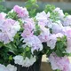 Thompson & Morgan Petunia Pink Orchid Mist 1 Packet (20 Seeds)
