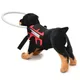 2 Colors Great Blind Dog Harness Guiding Device Ring Lightweight Blind Dog Safe Halos Adjustable