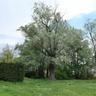Salix alba - 160 - 180 cm