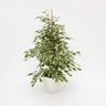 Le Georgiche - Ficus benjamina &8220Twilight&8221 - ø 19 cm