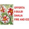 Offerta 9 bulbi dahlia mignon fire and ice bulbs