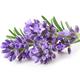 Lavender Plants - 'Twickle Purple' - 2 x Full Plants in 1 Litre Pots