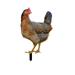 ionze Kitchen Accessories Poultry Decoration Hen Card Decoration Courtyard Decoration Farmhouse Pathway Lawn Decoration Gardening Decoration Kitchen Supplies