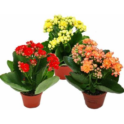 Mini-Kalanchoe Rosalina - Set mit 3 versch. Pflanzen - Flammendes Käthchen - 5,5cm Topf