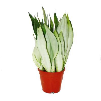 Sansevieria trifasciata Moonshine - silberner Bogenhanf - Solitärpflanze im 17cm Topf - ca. 50cm