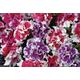 Up To 72 Petunia Double Orchid Plants | Wowcher