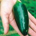 Grande Jumbo Extra Large Jalapeno Pepper Seeds Ultimate Stuffer Pepper - (100 Seeds)