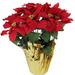 Northlight Seasonal Potted Artificial Poinsettia Christmas Arrangement Plastic in Red | 22 H x 10.75 W x 10.75 D in | Wayfair NORTHLIGHT YS28025