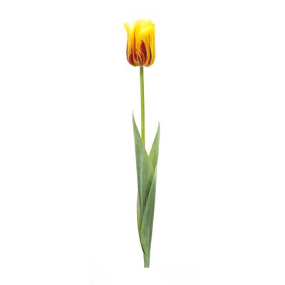 Yellow And Red Tulip Stem (Set Of 6) by Melrose in...