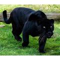 2000 Piece Jigsaw Black Panther Puzzles For Adults Teenagers Jigsaw，Jigsaw For Kid，Recommended For Adults And Children To Interact,Diy Game Gift 70x100CM