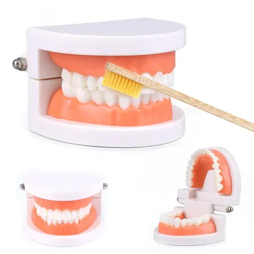 1 stücke billig Standard Zahn modell Zähne Lehr modell Kunststoff Zähne Modell für Zahnarzt Zahnarzt