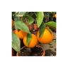 Vivaio Garden Forest - pianta di arancio thompson vaso 20CM