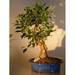 Ficus Retusa Bonsai Tree Curved Trunk - Extra Large (ficus retusa)