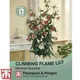 Thompson & Morgan Climbing Flame Lily 1 Seed Packet (10 Seeds)