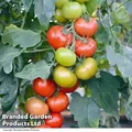 Thompson & Morgan Tomato F1 Crimson Crush 1 Seed Packet (10 Seeds)