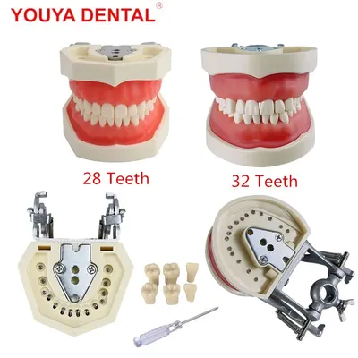 28/32 Teeth Model For Dental Technician Practice Training Jaw Typodont Standard Dental Model Teeth Teaching Model With Soft Gum