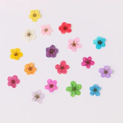 Flowers+Plants