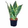 Sansevieria trifasciata - gelb-grüner Bogenhanf - 9cm Topf