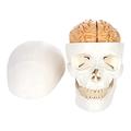 KJSHXYG Medical Human Skull Brain Model Skull Brain Anatomy 3-Part Human Skull Model with Removable 8-Part Brain (8 X 7 X 5in)