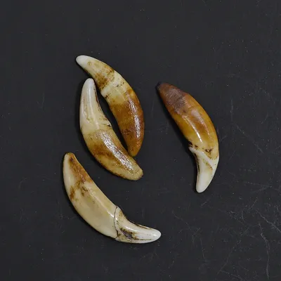 Ecru White Brown More size Tooth Natural Bone Beads Pendant For Jewelry Making Fashion beads