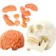 SmPinnaA Human Skull Model with Brain - Medical Anatomical Human Skull Model with 8 Parts Brain Model - Professional Scientific Educational Human Skull Brian Anatomical Model