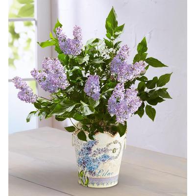 1-800-Flowers Seasonal Gift Delivery Fragrant Lilac Plant
